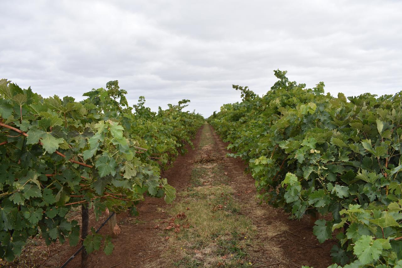 ペノラA Coonawarra Experienceアパートメント エクステリア 写真